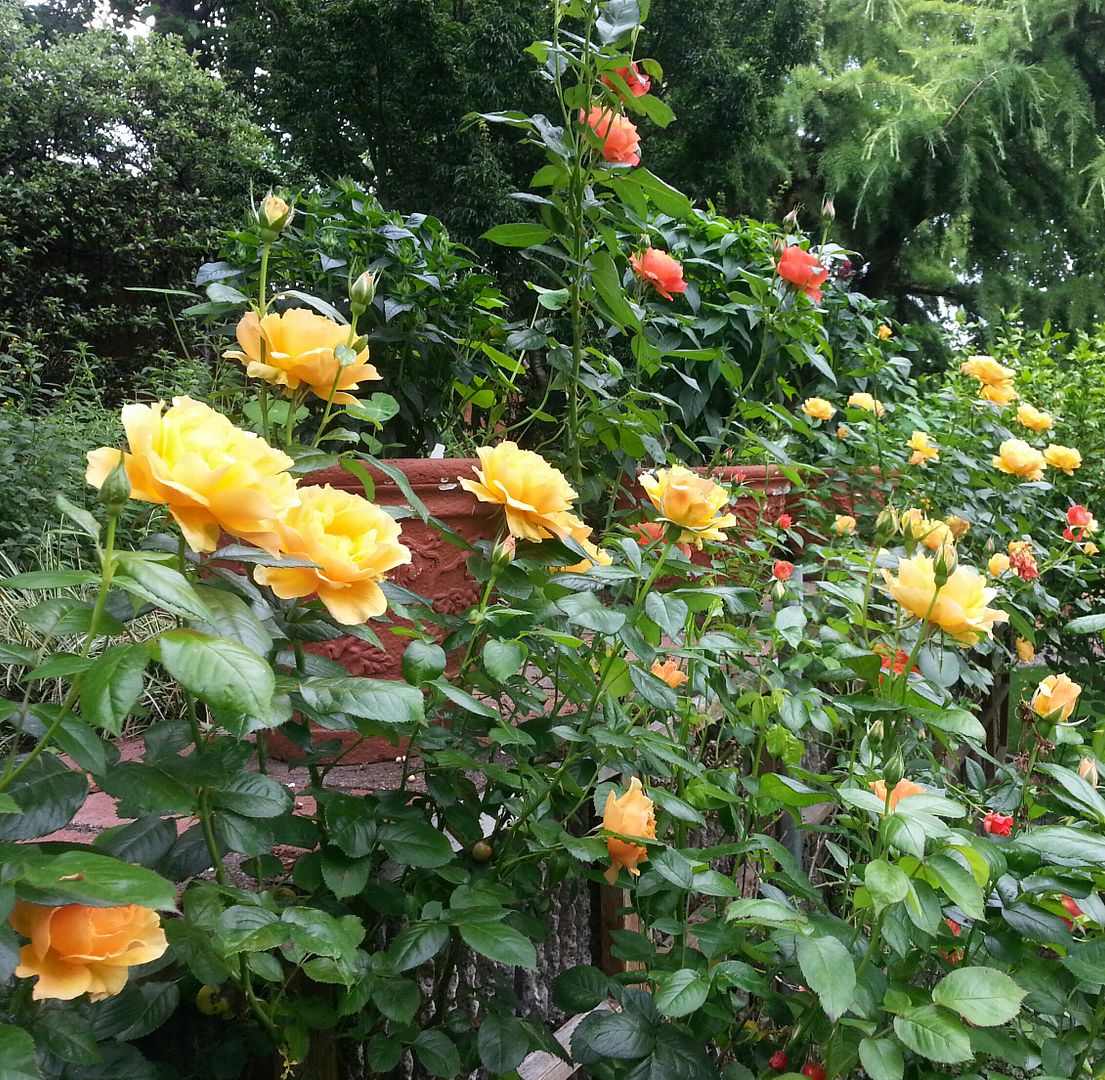  photo 20140626_150325-1_zps4ytrwecm.jpg